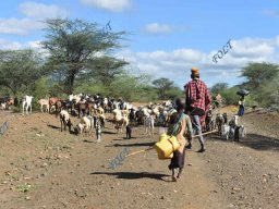 Pastoralists Migration